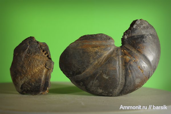 аммониты, Calliphylloceras, Ammonites, Phylloceratidae