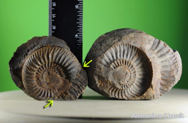 аммониты, Parkinsonia, Ammonites