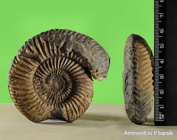 аммониты, Parkinsonia, Ammonites