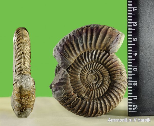 аммониты, Parkinsonia, Ammonites