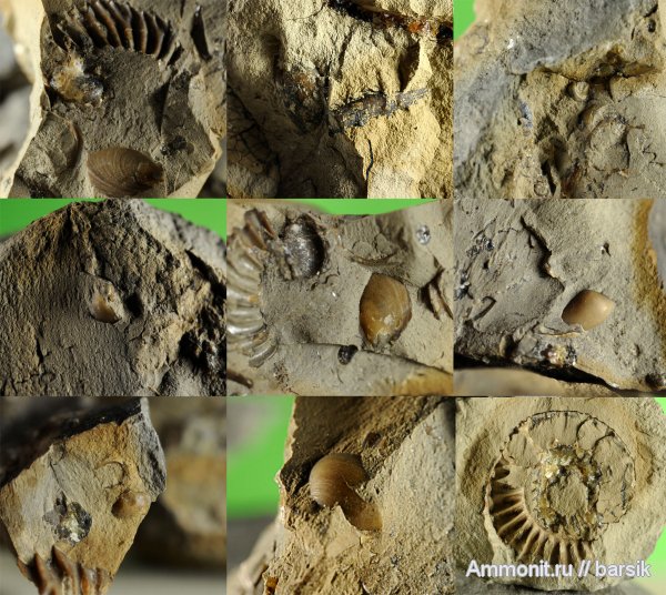 аммониты, Ammonites