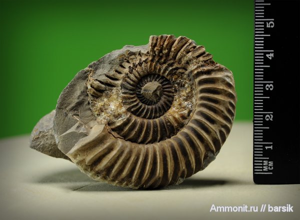 аммониты, Parkinsonia, Ammonites