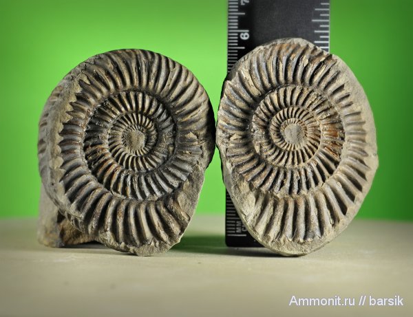 аммониты, Parkinsonia, Ammonites