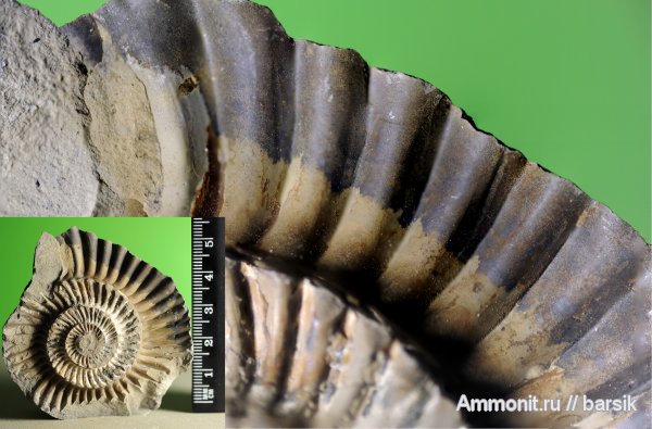 аммониты, Parkinsonia, Ammonites