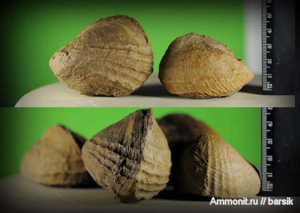 моллюски, Pholadomya