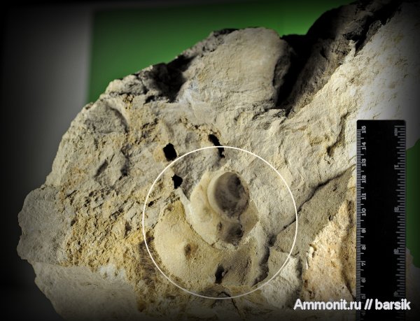 гастроподы, моллюски