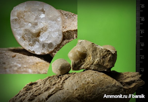 брахиоподы