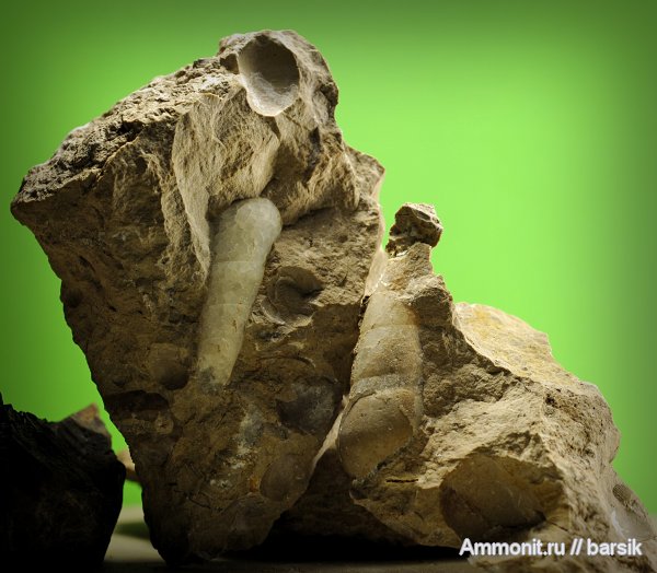 моллюски, Turritella