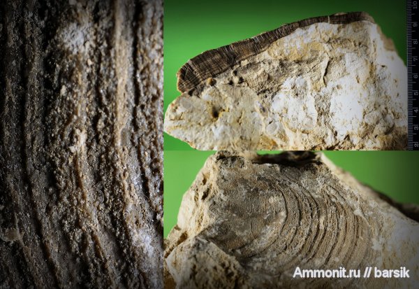 губки, Chaetetes