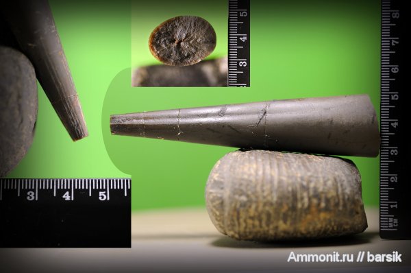 белемниты, ростры, Megateuthis, belemnites