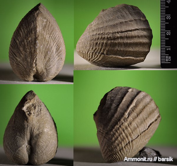 моллюски, Pholadomya