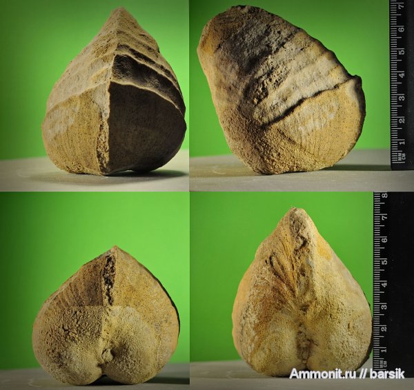 моллюски, Pholadomya