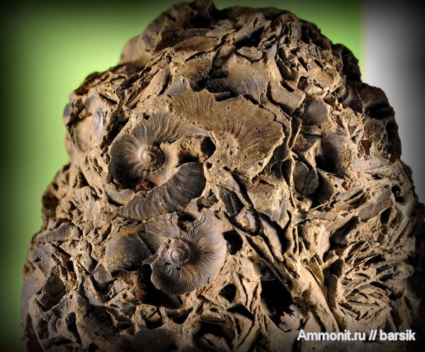 аммониты, Ammonites, Leioceras, Graphoceratidae