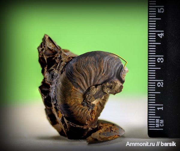 аммониты, ушки, Ammonites, Leioceras opalinum, Leioceras, Microconchs, lappets