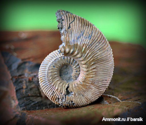 аммониты, Kosmoceras, Ammonites