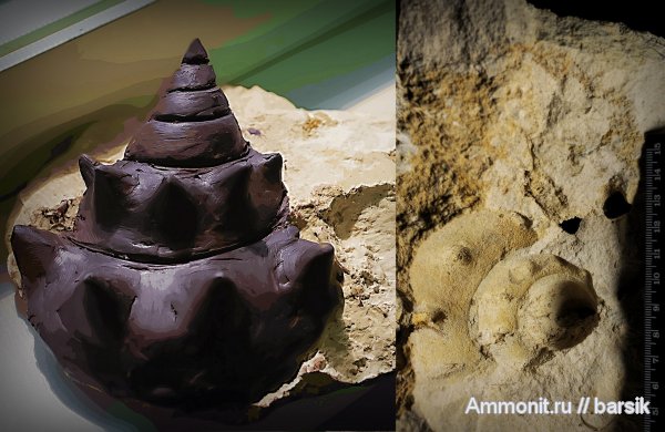 моллюски, палеоген, Strombus