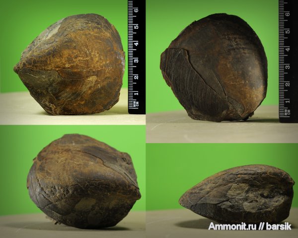 двустворчатые моллюски