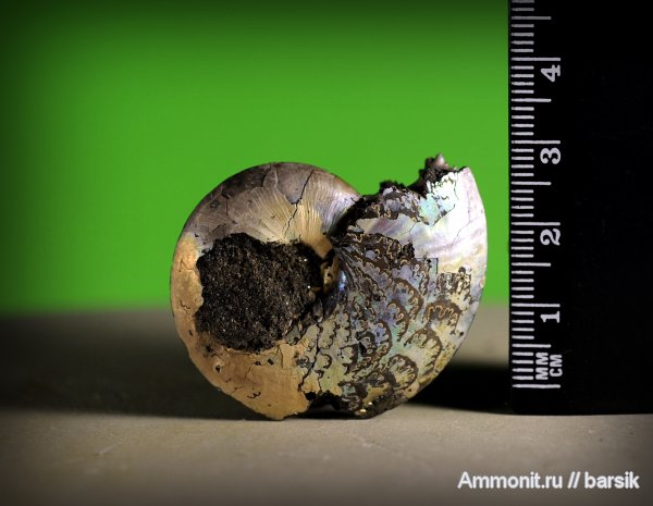 аммониты, Garniericeras, Garniericeras catenulatum, Ammonites