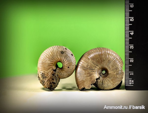 аммониты, Funiferites, Funiferites allae, Ammonites