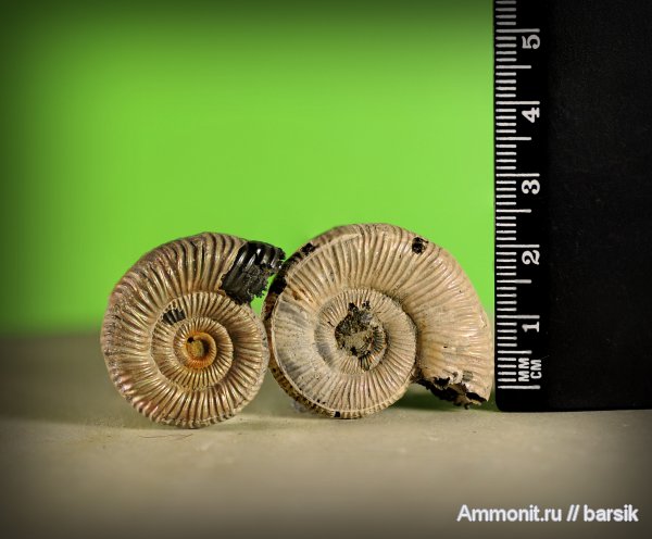 аммониты, Binatisphinctes, Binatisphinctes mosquensis, Ammonites