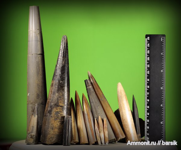 белемниты, ростры, belemnites