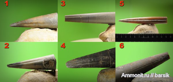 белемниты, ростры, belemnites