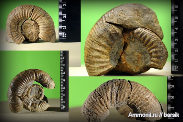 аммониты, Ammonites