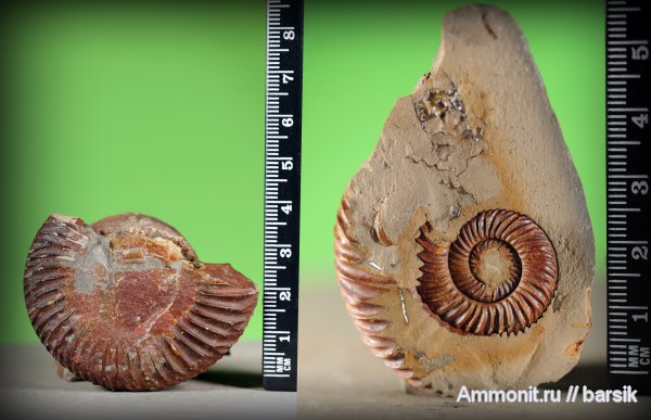 аммониты, моллюски, Ammonites