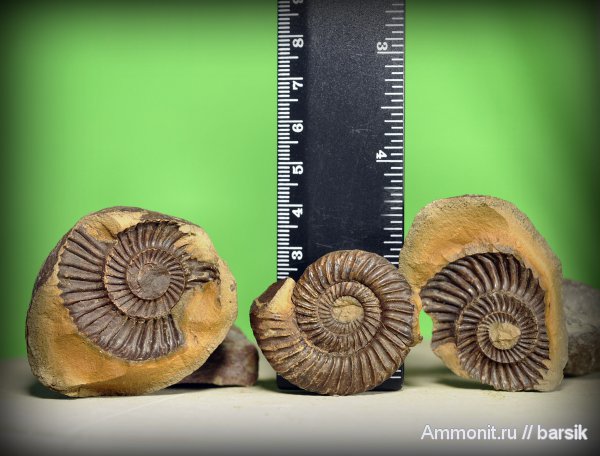 аммониты, Ammonites