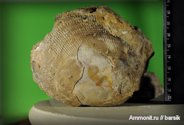 двустворчатые моллюски, Cardiidae