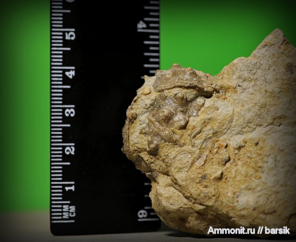 морские ежи, Cidaroida, Plegiocidaris