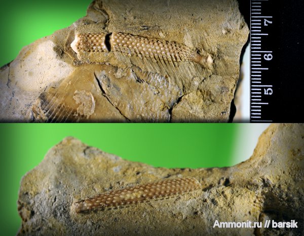 морские ежи, Plegiocidaris