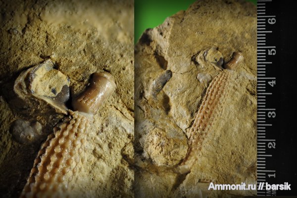 морские ежи, Plegiocidaris