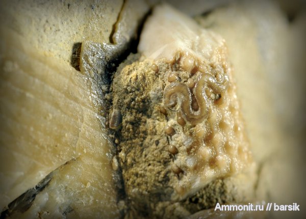 серпулы, Serpulidae