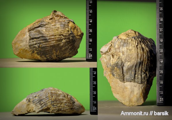 моллюски, двустворчатые моллюски