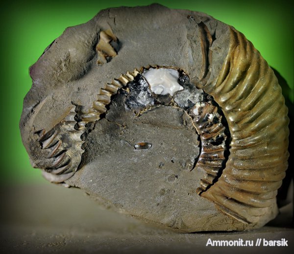 аммониты, Ammonites