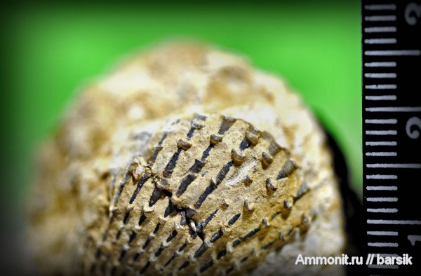 палеоген, двустворчатые моллюски