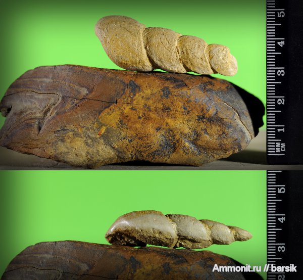 палеоген, Turritella