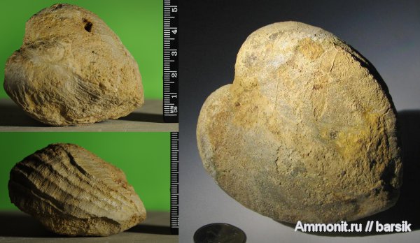 моллюски, палеоген, Pholadomya