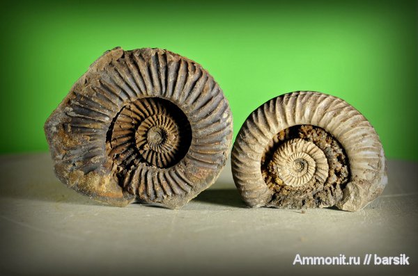 аммониты, Parkinsonia, Ammonites