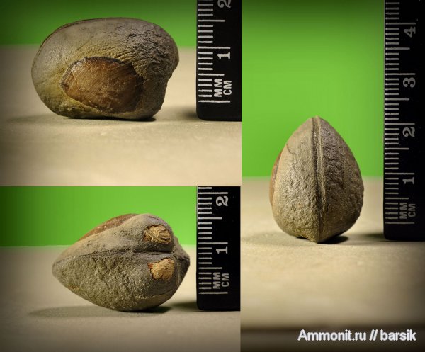 моллюски, двустворки