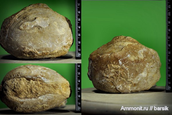 моллюски, палеоген