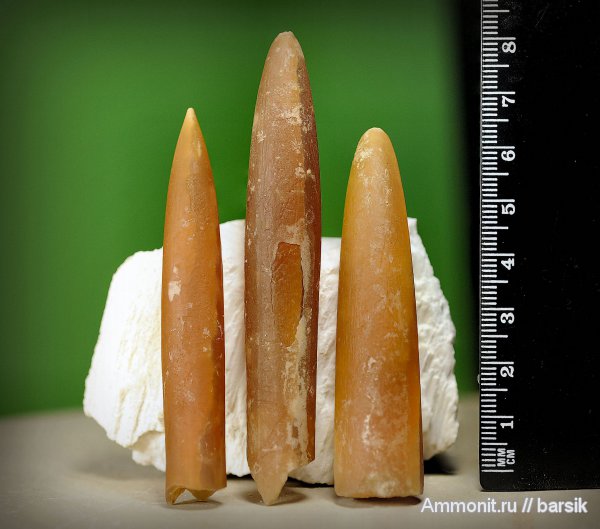 белемниты, ростры, Belemnitellidae, belemnites