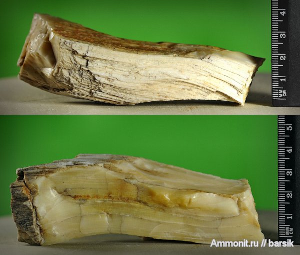 окаменевшее дерево