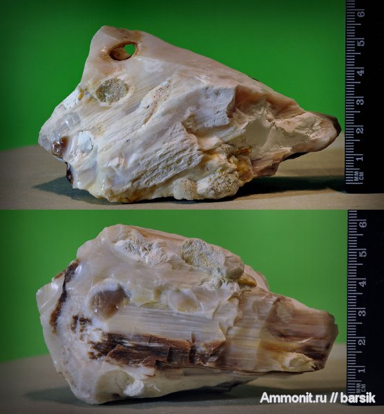 окаменевшее дерево