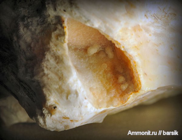 окаменевшее дерево