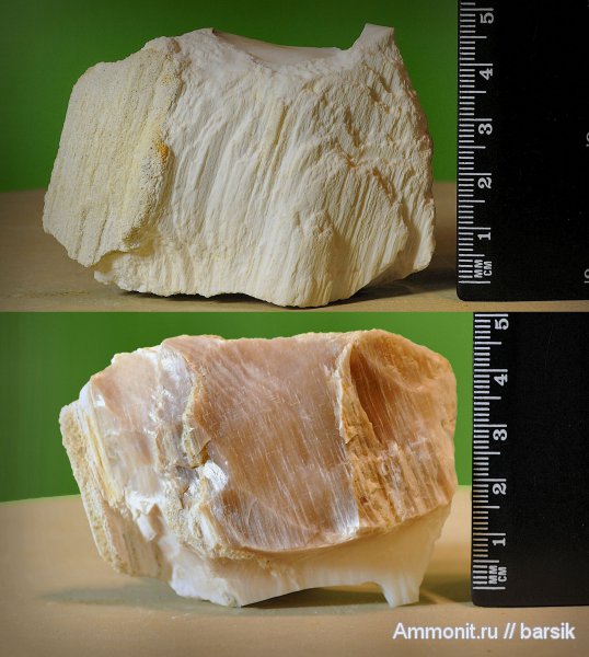 окаменевшее дерево