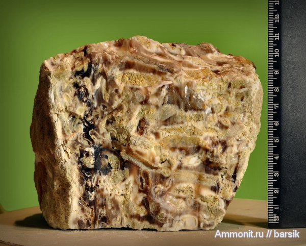 окаменевшее дерево