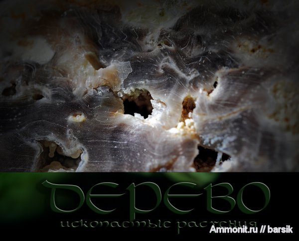 окаменевшее дерево