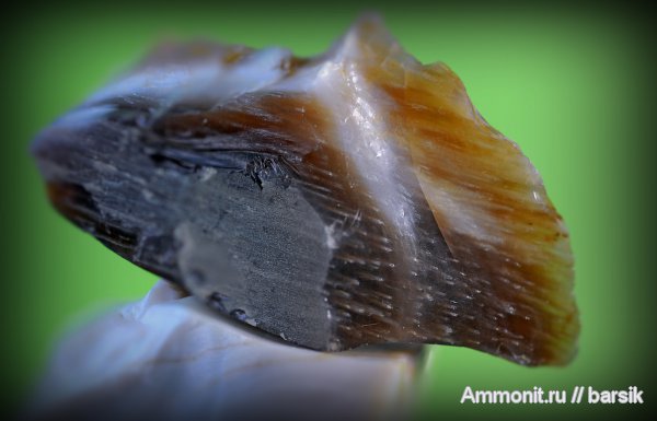 окаменевшее дерево